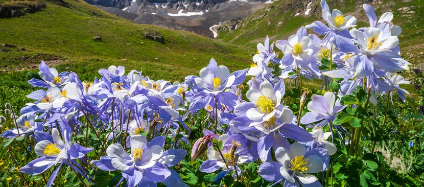 Wildflowers in American Basin on the Alpine Loop Scenic Byway in Colorado near Lake City