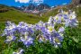 Wildflowers in American Basin on the Alpine Loop Scenic Byway in Colorado near Lake City