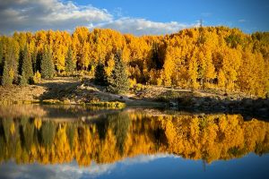 Deer Lakes Reflection Golden Aspens