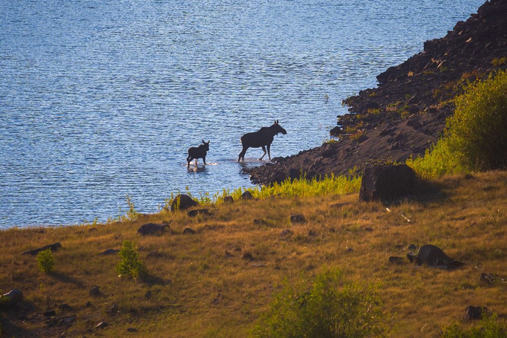 Moose on the Rio Grande River