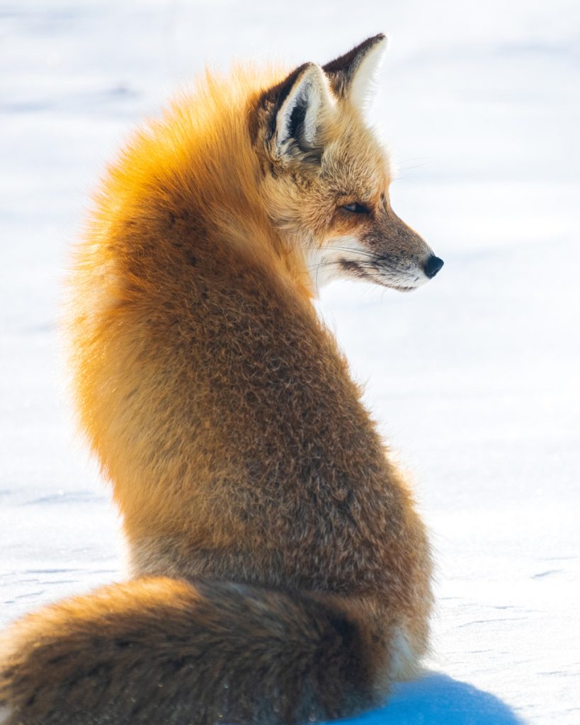 A red fox hunts along the trail near Lake City, Colorado