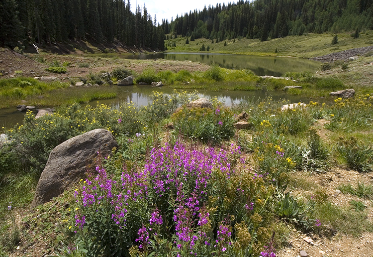 wildflowers forest